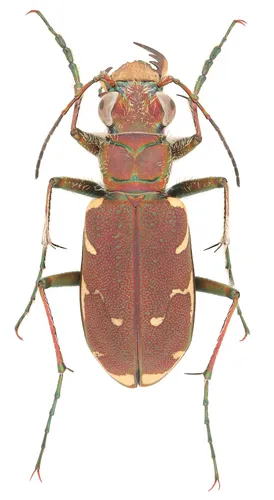 Appalachian Tiger Beetle