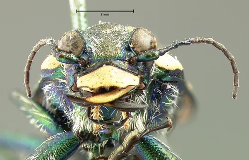 Appalachian Tiger Beetle - photo 2