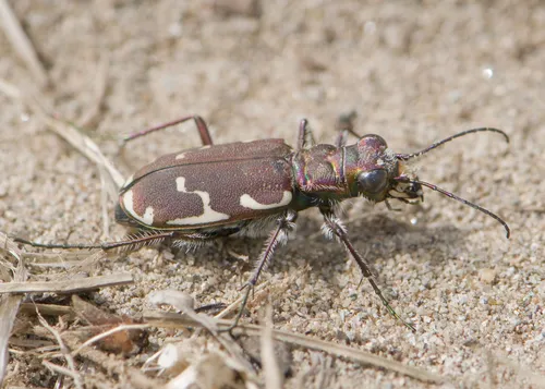 Appalachian Tiger Beetle - photo 3
