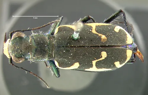 Appalachian Tiger Beetle - photo 4
