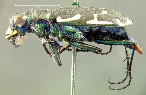 Appalachian Tiger Beetle - photo 5