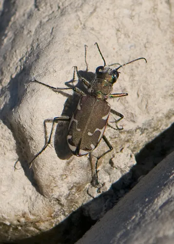 Appalachian Tiger Beetle - photo 6