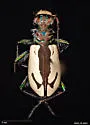 St. Anthony Dune Tiger Beetle