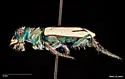 St. Anthony Dune Tiger Beetle - photo 2