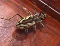 St. Anthony Dune Tiger Beetle - photo 3