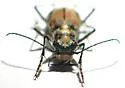 Pacific Coast Tiger Beetle