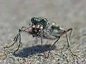 Pacific Coast Tiger Beetle - photo 2