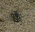 Pacific Coast Tiger Beetle - photo 3