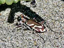 Pacific Coast Tiger Beetle - photo 4