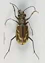 Pacific Coast Tiger Beetle - photo 5