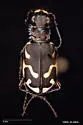 Columbia River Tiger Beetle