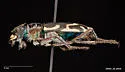Columbia River Tiger Beetle - photo 2