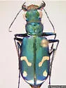 Badlands Tiger Beetle
