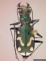 Badlands Tiger Beetle - photo 2