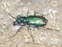Badlands Tiger Beetle - photo 3