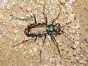 Badlands Tiger Beetle - photo 4