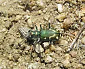 Badlands Tiger Beetle - photo 5