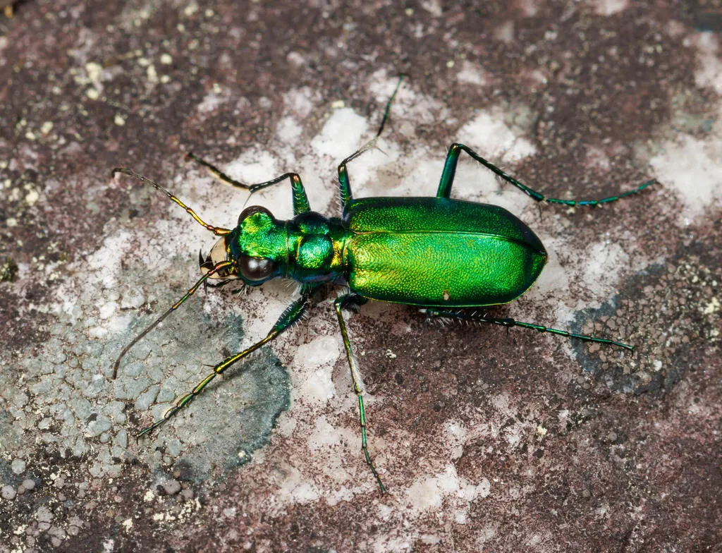 Laurentian Tiger Beetle - photo 2