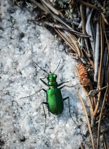 Laurentian Tiger Beetle - photo 3