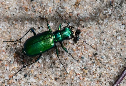 Laurentian Tiger Beetle - photo 4