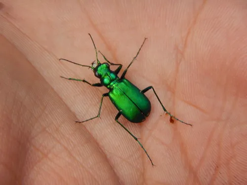 Laurentian Tiger Beetle - photo 5
