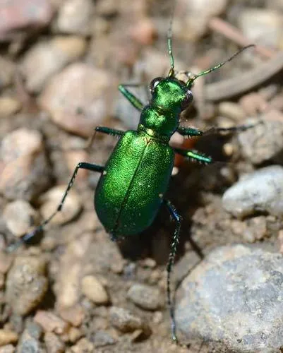 Laurentian Tiger Beetle - photo 6