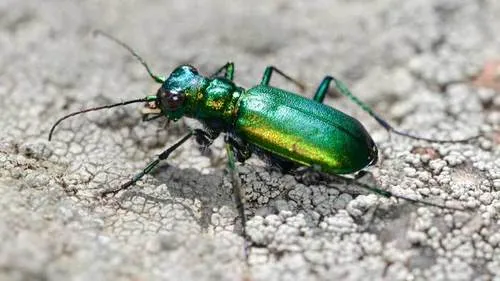 Laurentian Tiger Beetle - photo 7
