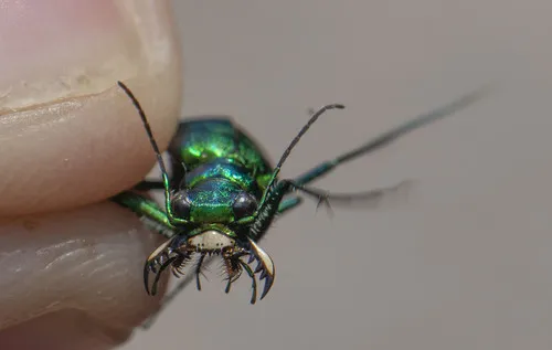Laurentian Tiger Beetle - photo 8