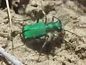 Green Claybank Tiger Beetle - photo 2