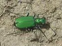 Green Claybank Tiger Beetle - photo 3