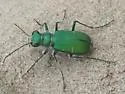 Green Claybank Tiger Beetle - photo 4