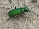 Green Claybank Tiger Beetle - photo 5