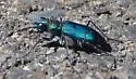 Dispirited Tiger Beetle - photo 2