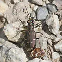 Dispirited Tiger Beetle - photo 3