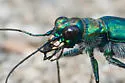 Dispirited Tiger Beetle - photo 4