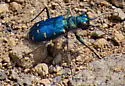 Dispirited Tiger Beetle - photo 5