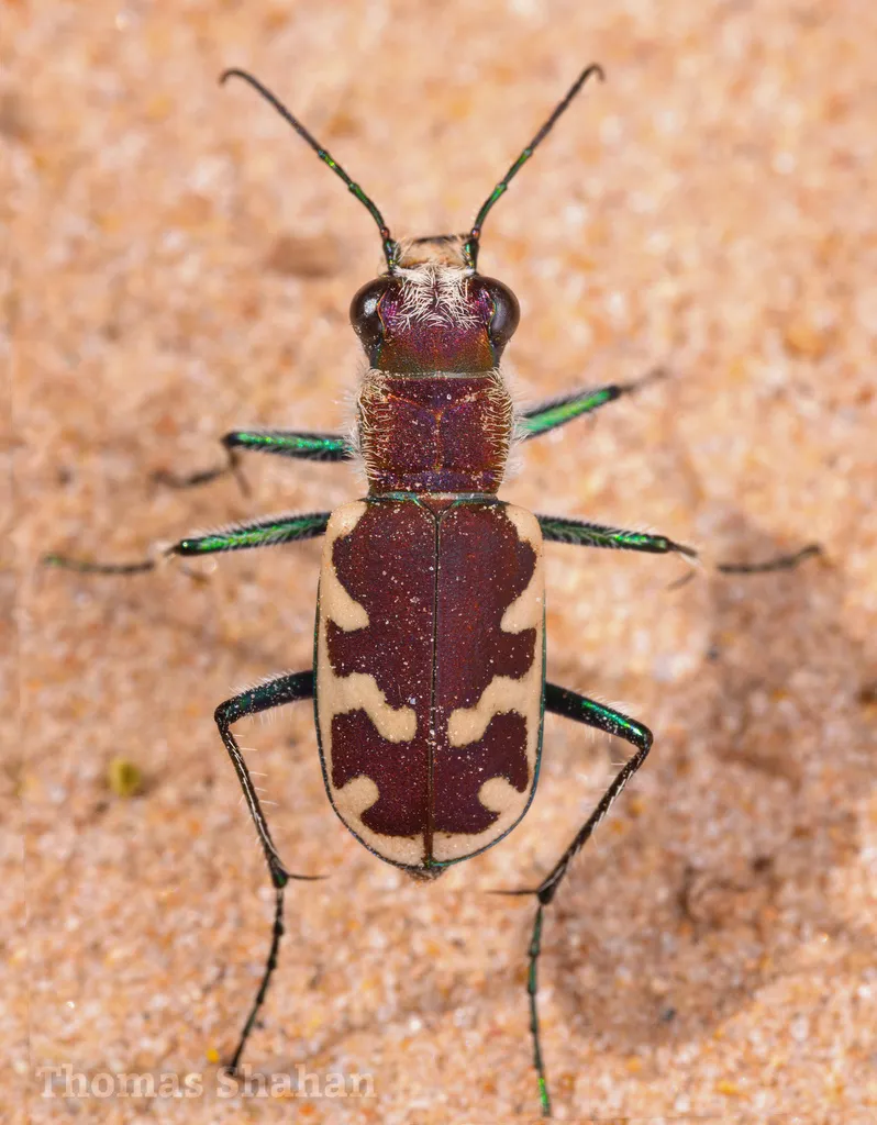 Big Sand Tiger Beetle - Cicindela formosa