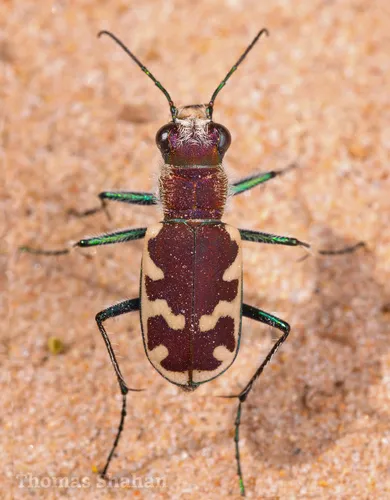 Big Sand Tiger Beetle - photo 2