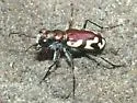 Crimson Saltflat Tiger Beetle - Cicindela fulgida