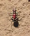 Crimson Saltflat Tiger Beetle - photo 2