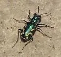 Crimson Saltflat Tiger Beetle - photo 3