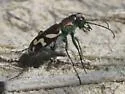 Crimson Saltflat Tiger Beetle - photo 5