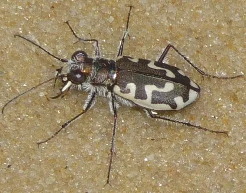 Hairy-necked Tiger Beetle - photo 2
