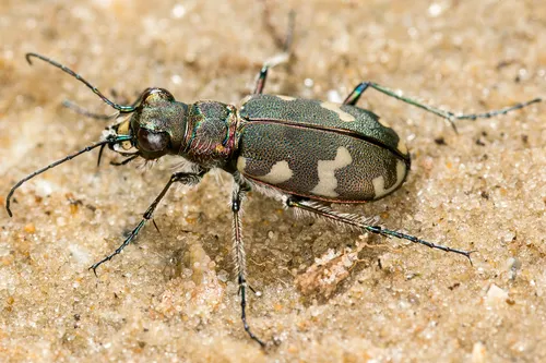 Northern Dune Tiger Beetle