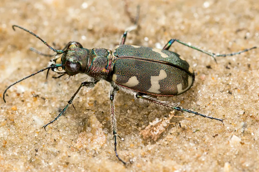 Northern Dune Tiger Beetle - photo 2