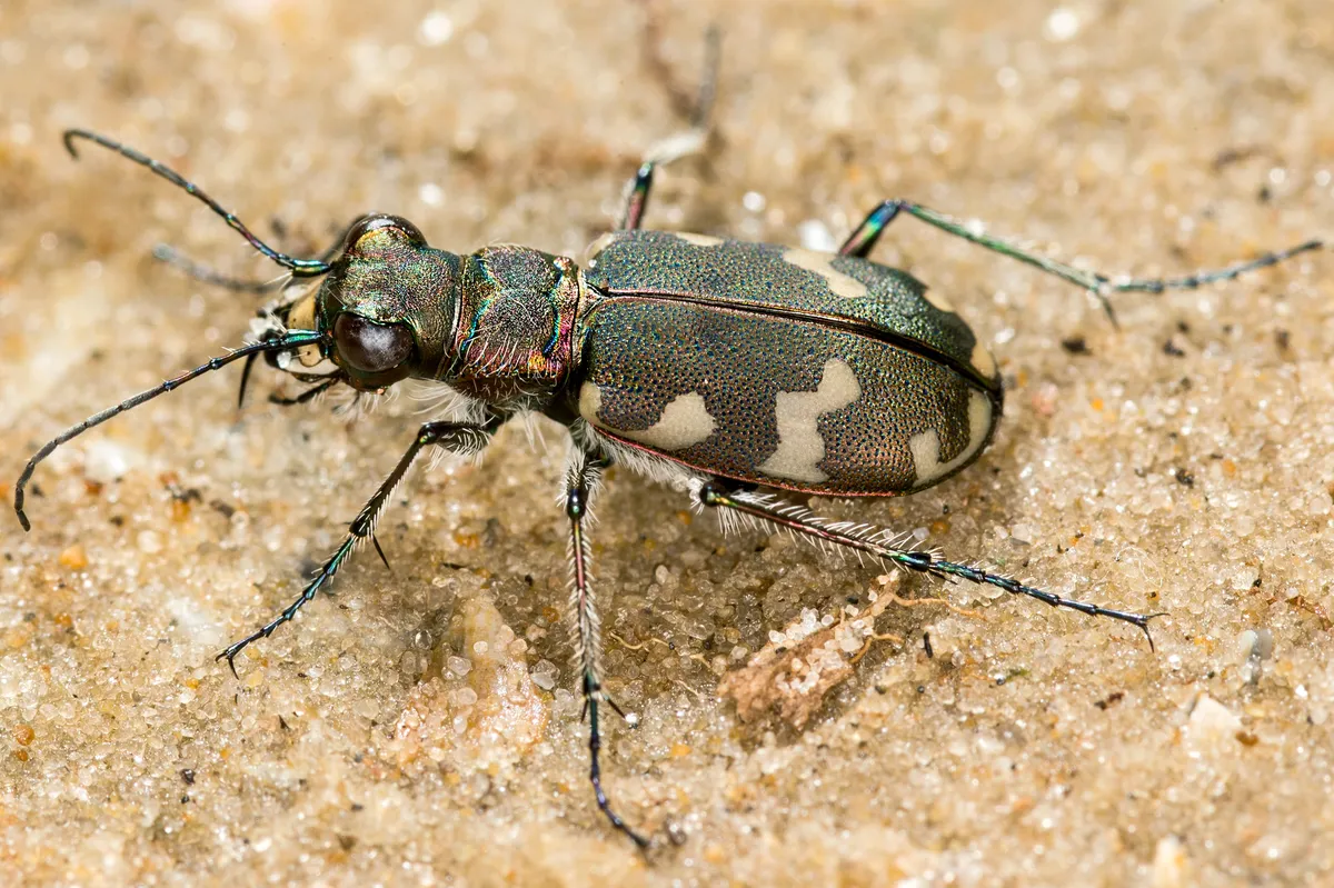 Northern Dune Tiger Beetle - photo 3