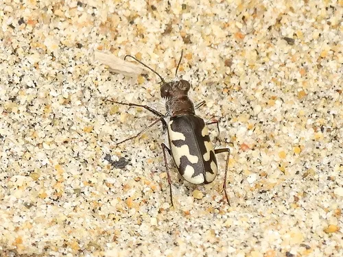 Western Beach Tiger Beetle - photo 2