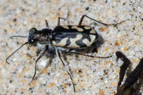 Western Beach Tiger Beetle - photo 3