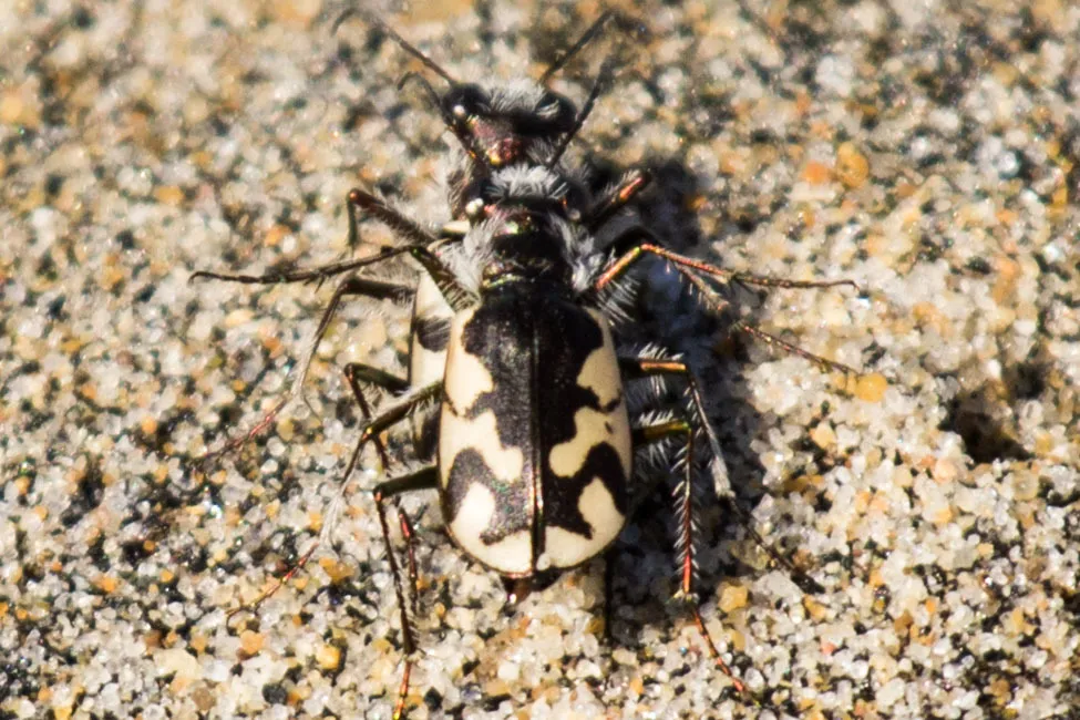 Western Beach Tiger Beetle - photo 4