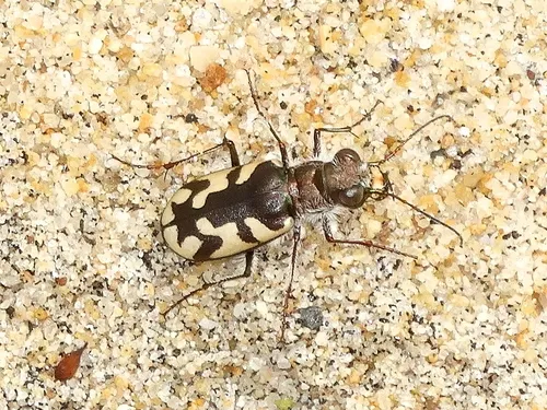 Western Beach Tiger Beetle - photo 5